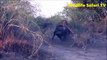 National Geographic Documentary Wild Animals attack National Geographic Animals ✔ ► P 30