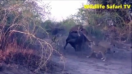 Tải video: National Geographic Documentary Wild Animals attack National Geographic Animals ✔ ► P 30