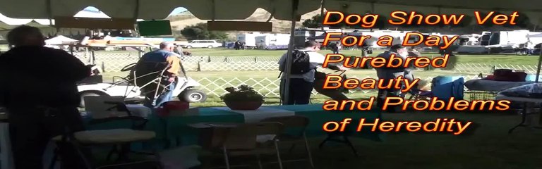 Dog Show  Vet For a Day:Purebred Beauty and Genetic Problems