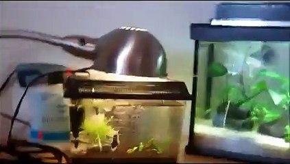 Fluval Spec Unboxing, set up, and first impression