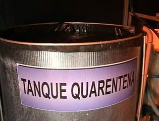 Jornal Local - Comércio peixe