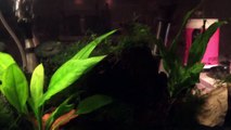 Shrimp Tank: Ghost Shrimp and Mystery Snails