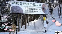 Wisata Jepang : Taman Monyet Jigokudani Monyet Mandi yang Lucu, Nagano, Jepang