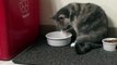 My cat Mitera drinking water with her paw.