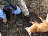 Fox Trapping - Dakota Line Snares