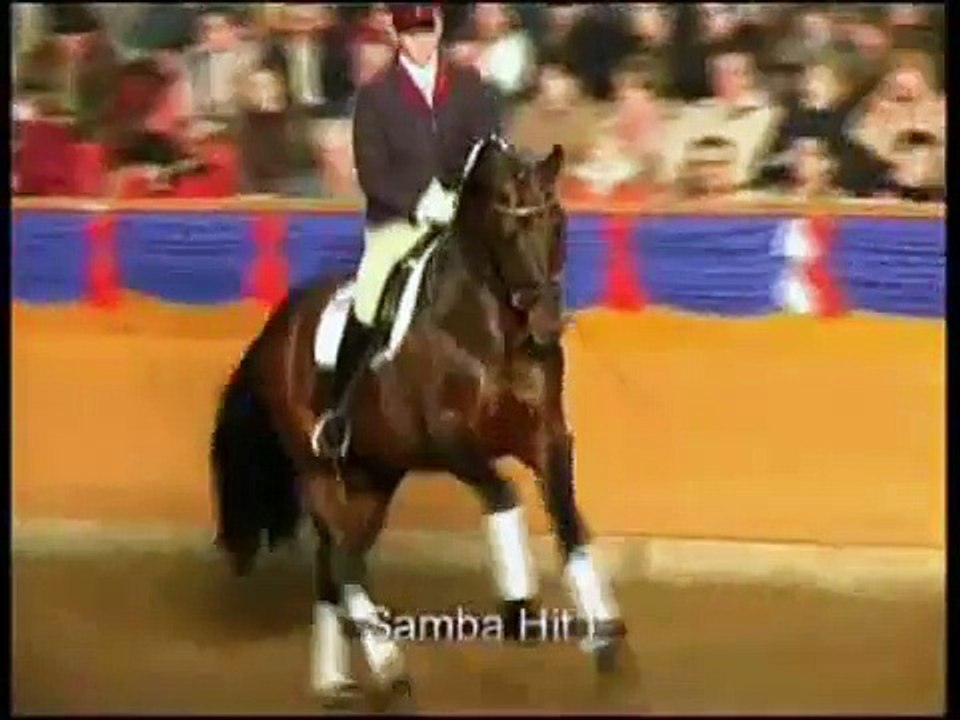 The Modern Stallion