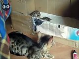 Belgan Cat Mother And Her Kittens