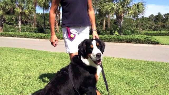 Amazing Dog Training - Stop Pulling on the Leash - Bernese Mountain Dog