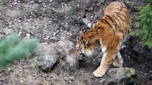 The Amur Tigers - Zoo Zürich