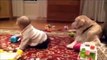 Funny Babé ★ Best Top 10 Funny Baby Videos in 2014 HD Golden Retriever Shares Toys with Baby!!  Funn