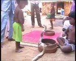Kinh hãi em bé chơi đùa với rắn Hổ Mang Chúa