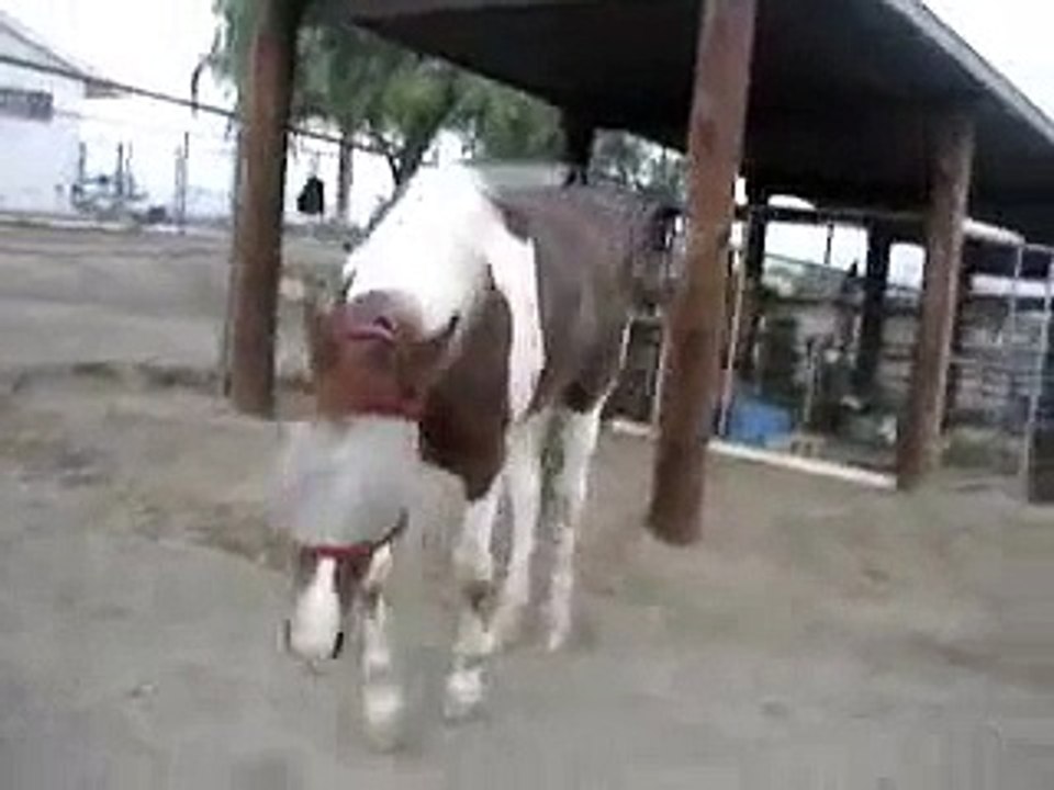 EPM HORSE - 2008 - Keno too weak to walk video.wmv