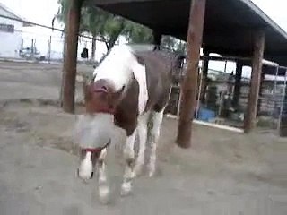 EPM HORSE - 2008 - Keno too weak to walk video.wmv