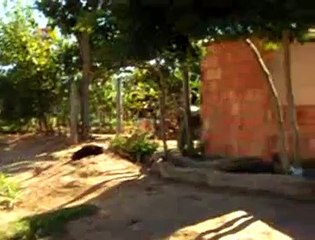 Jornal local: Nova ossada Luziânia