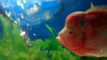 flowerhorn vs gold fish 1