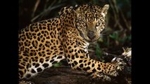 Jaguar catches Crocodile for lunch  By National Geographic Explorer  Dr Luke Dollar