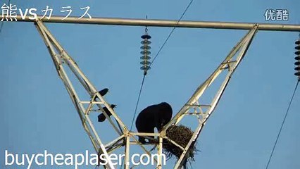 カラスvs熊とレーザーポインターカラス撃退対策 おススメ