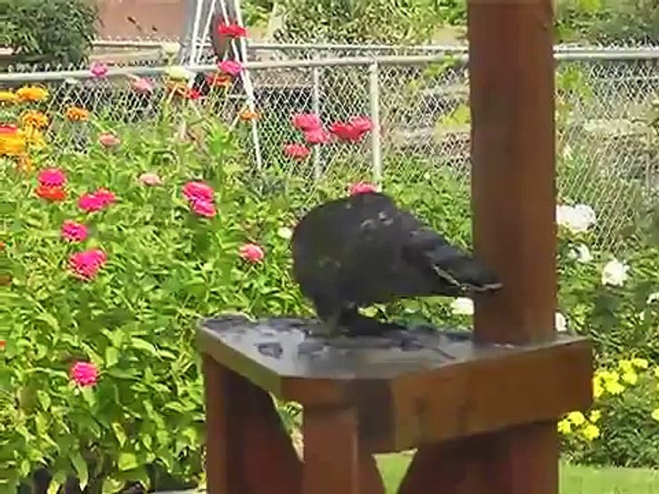 Hawk Eating Bird