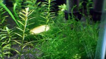 How to Successfully Breed Celestial Pearl Danio