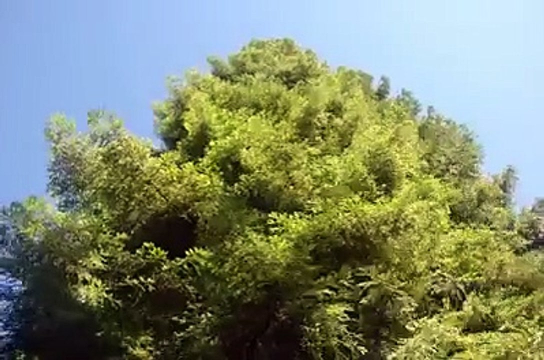 Wind in the Trees