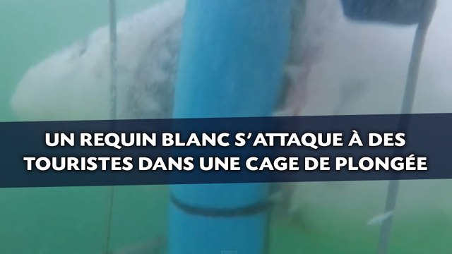 Un requin blanc s'attaque à des touristes dans une cage de plongée
