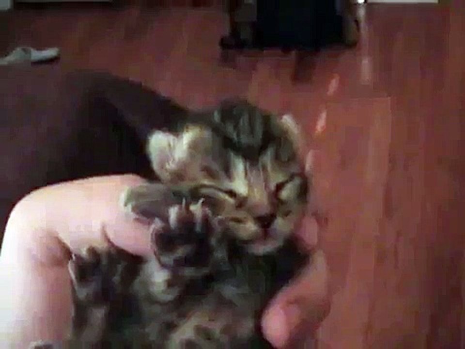 Tired Kitties