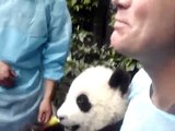 Panda Cuddling