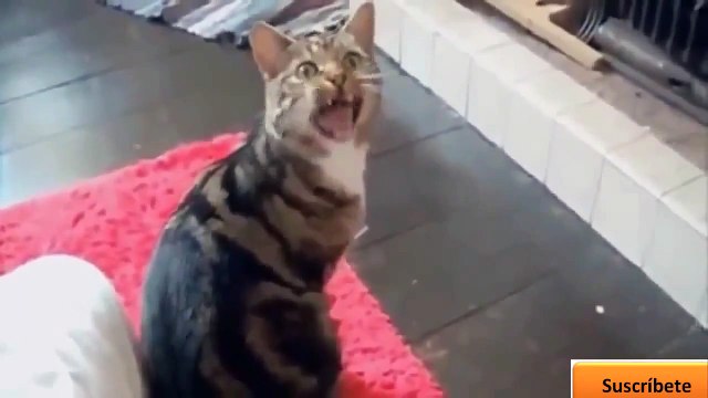 Amusant d'animal, des videos Drole de animaux