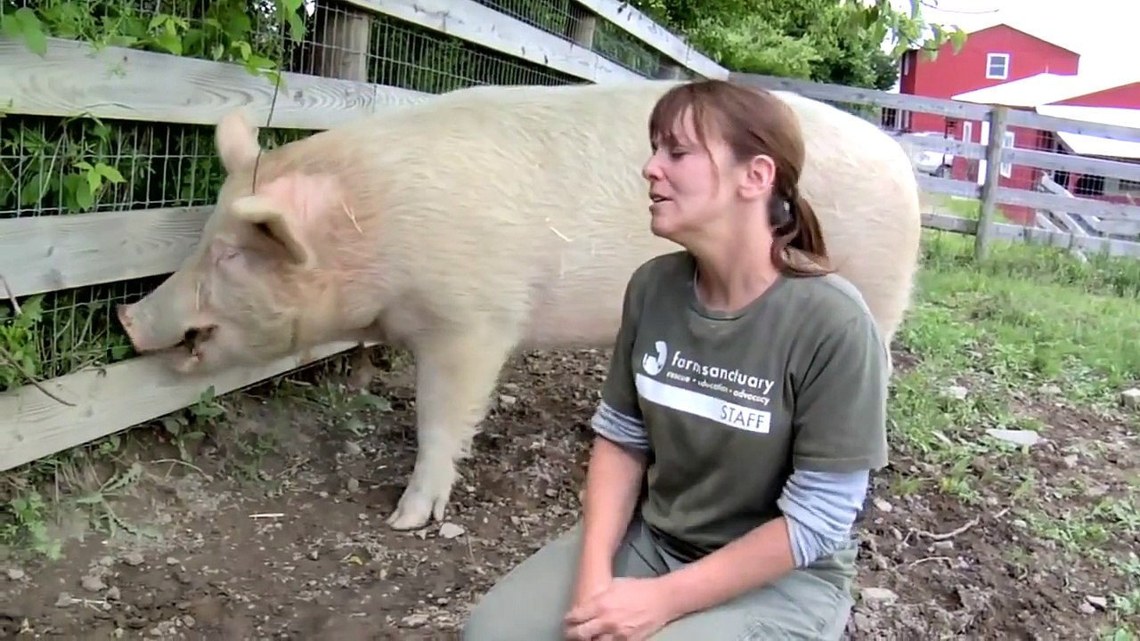 Farm Sanctuary :Down on the Farm With Farm Animal Whisperer Susie Coston
