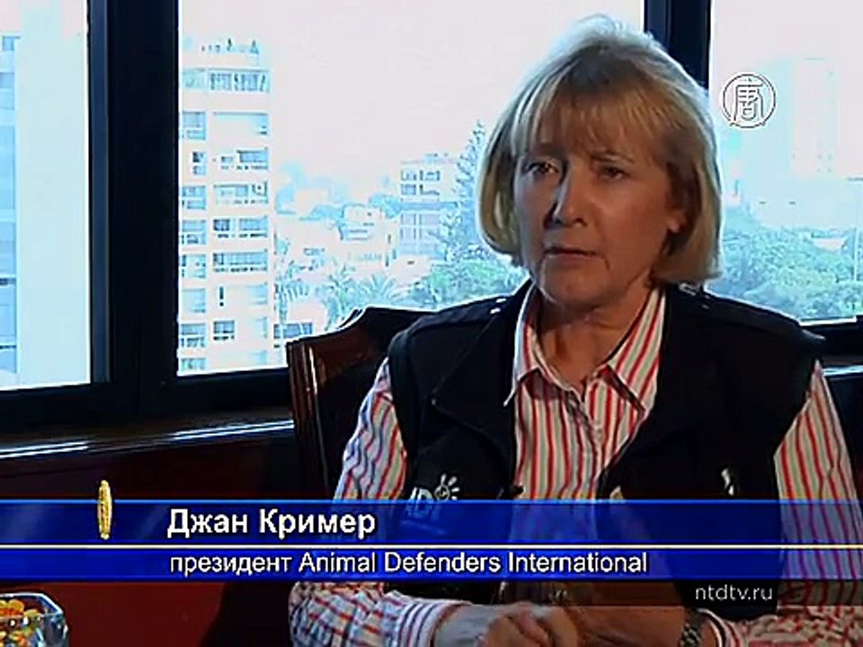 Животным-жертвам цирков ищут новый дом