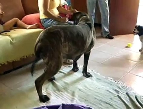 Jornal local: cachorro seca