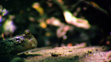 World's Weirdest - Fish Battle on Land » Смотреть онлайн новинки фильмов и видео в хорошем качестве бесплатно.