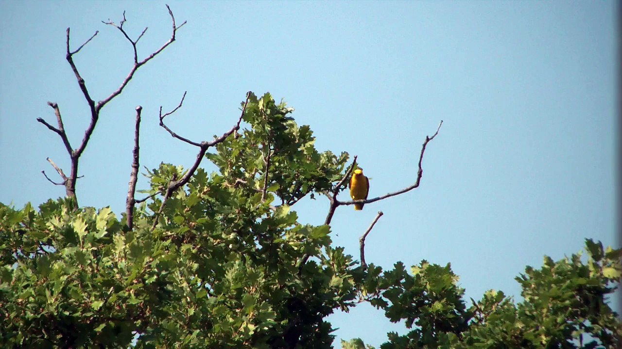 Loriot(s) d'Europe début juillet à 788 m d'altitude à Saint-Vallier-de-Thiey (06).