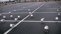 Seagulls Begging for Food