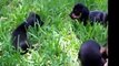 7 week old mini dachshund puppies