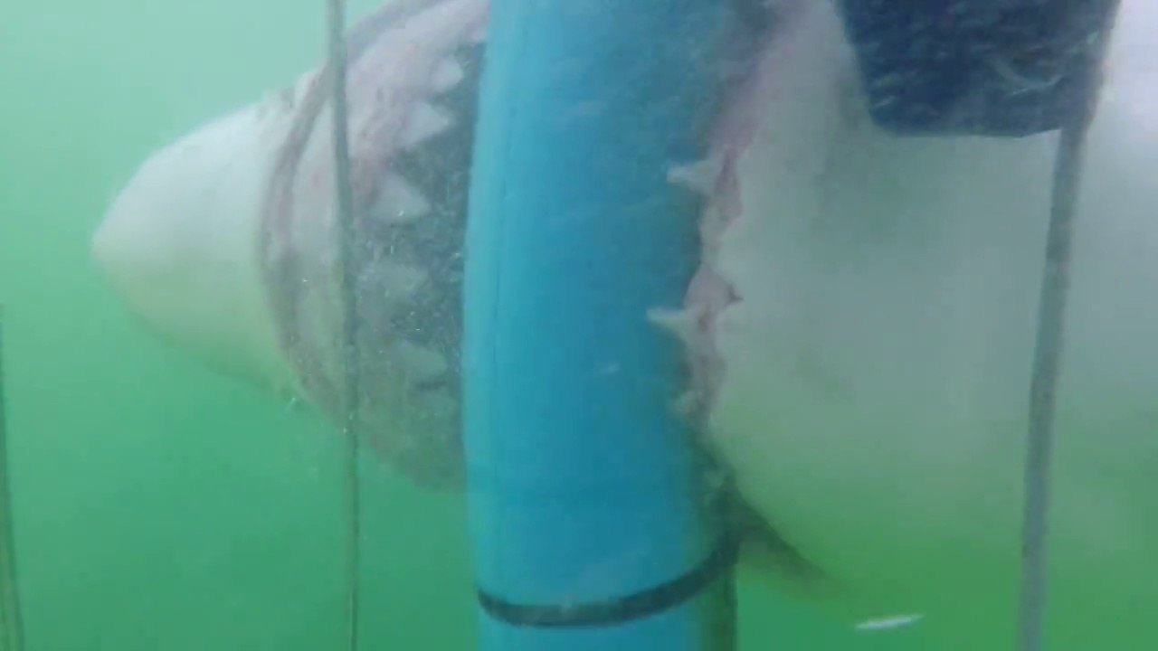 Incroyable attaque d'un requin