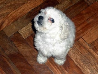 Crecimiento de una caniche toy