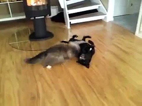 Staffordshire bull terrier vs cat best friends