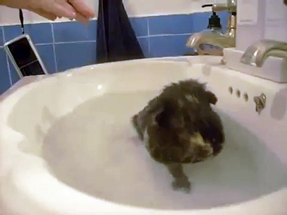 Cutest Guinea Pig in the world taking a bath!