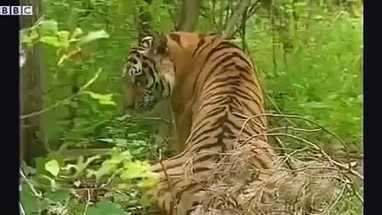 Putin in the Wild: BCC Footage of Vladimir Putin shooting Siberian Tiger