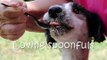 The Story of Moon Doggie the Tibetan Terrier