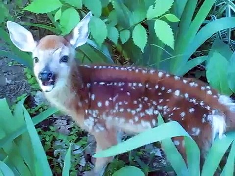 Adorable fawn! Goffstown, NH