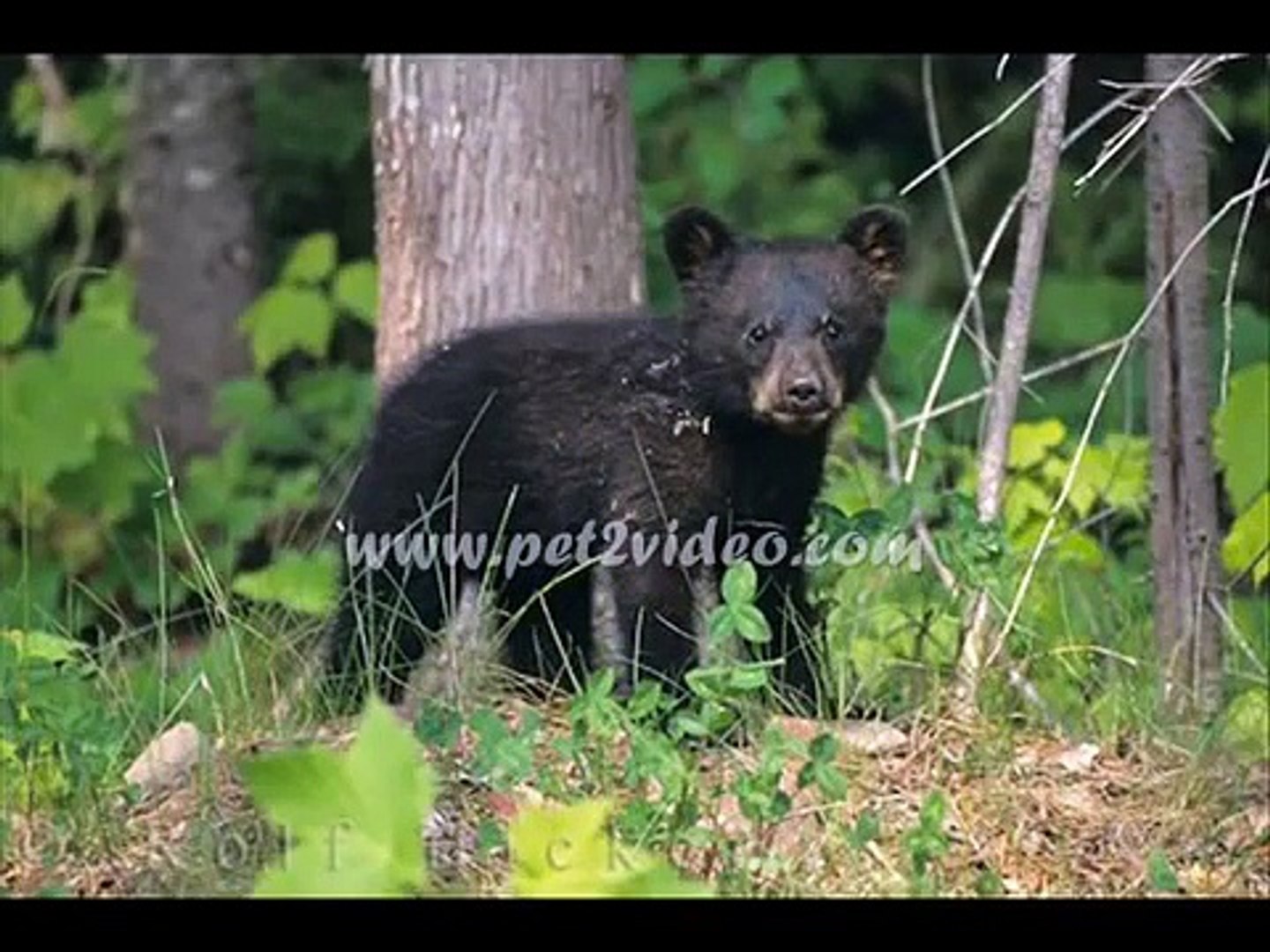 ⁣forest animals