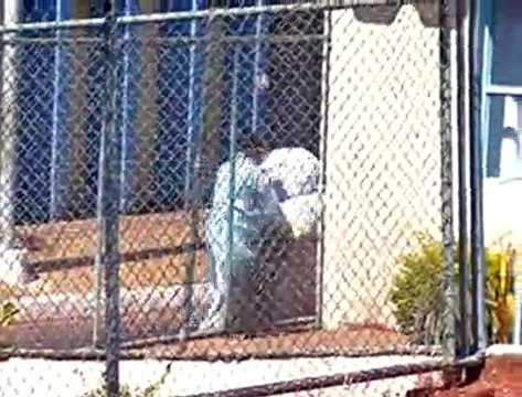 Jornal Local: Caos HMIB