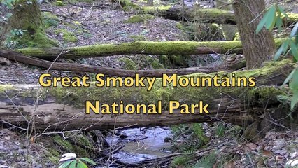 Fern Branch Falls, Porters Creek Trail, Great Smoky Mountains NP