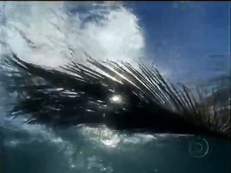 Peixe Voador - Fantástico A vida como você nunca viu