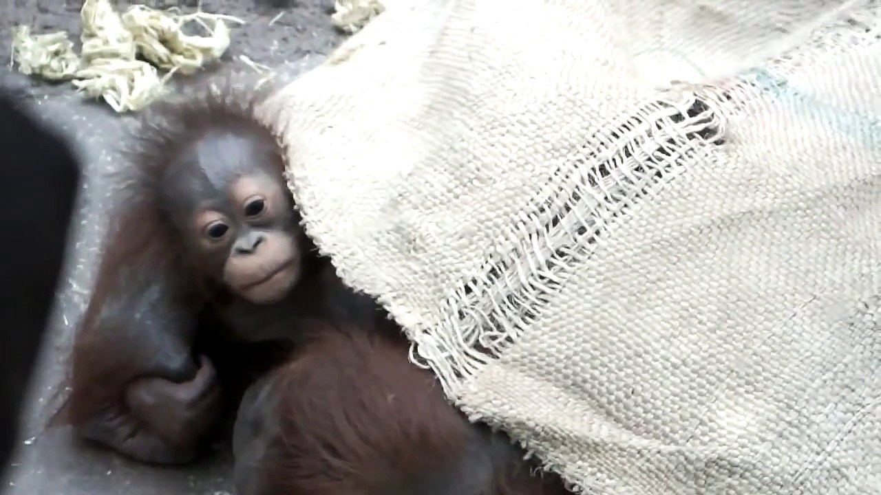#01 Too Cute!Baby Orangutan. かわいいオランウータンの赤ちゃん。