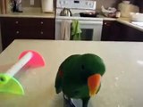 Toby Playing Basketball Eclectus parrot