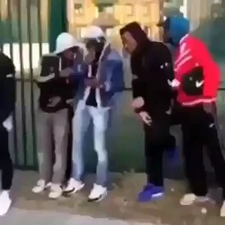 funny music dog
