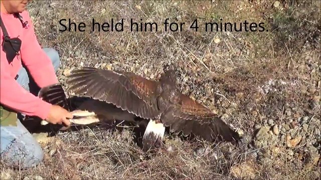 Harris Hawk Hunting Jack Rabbits